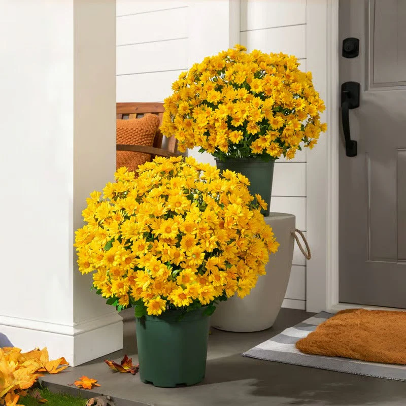 AutumnBloom – Permanent Autumn Splendor Without Maintenance! - Image 15