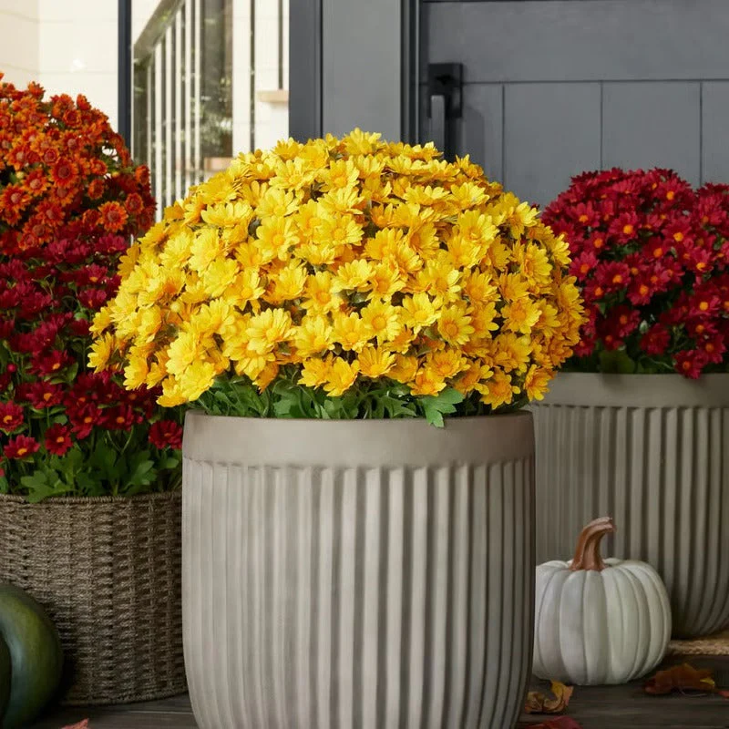 AutumnBloom – Permanent Autumn Splendor Without Maintenance! - Image 3