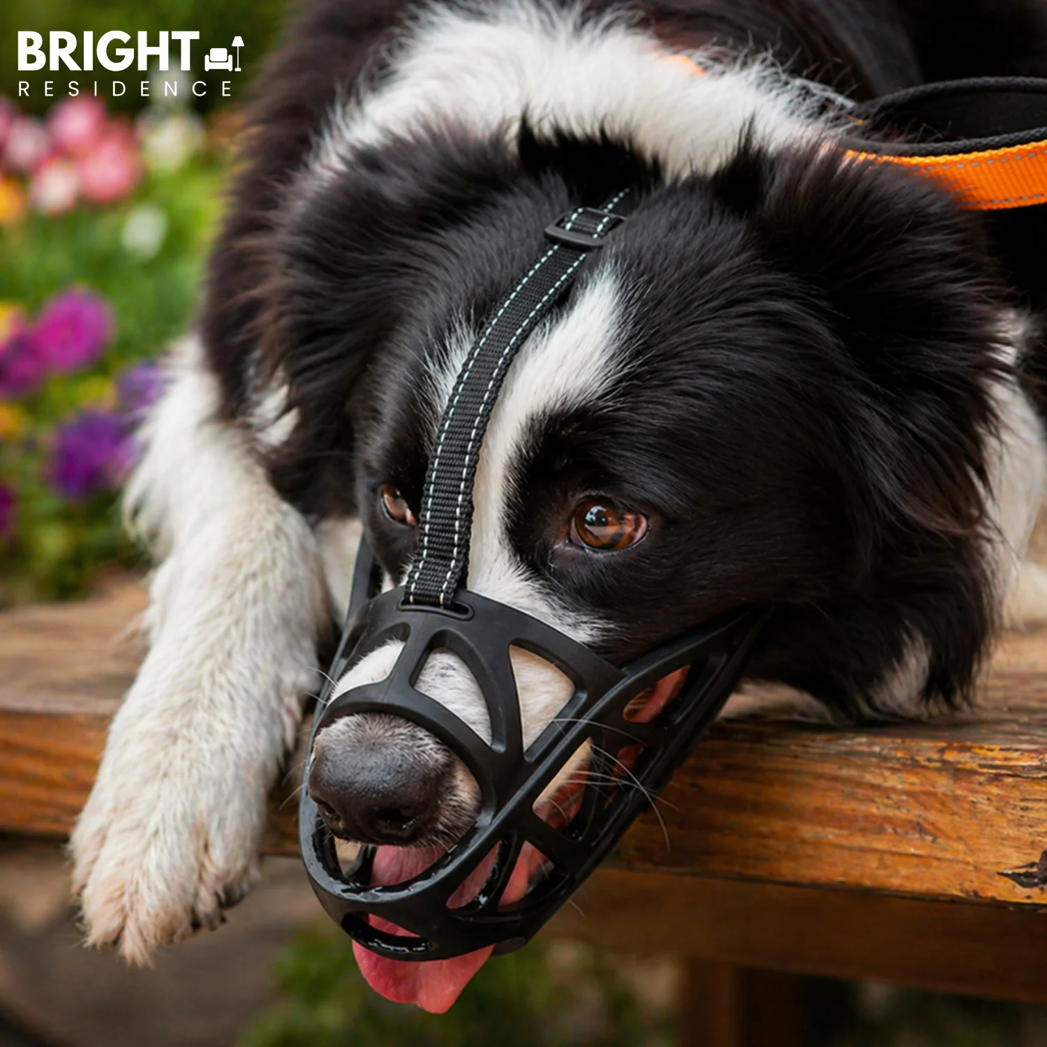 BarkGuard - Immediately Calms Dogs, Stops Biting and Barking Safely - Image 3