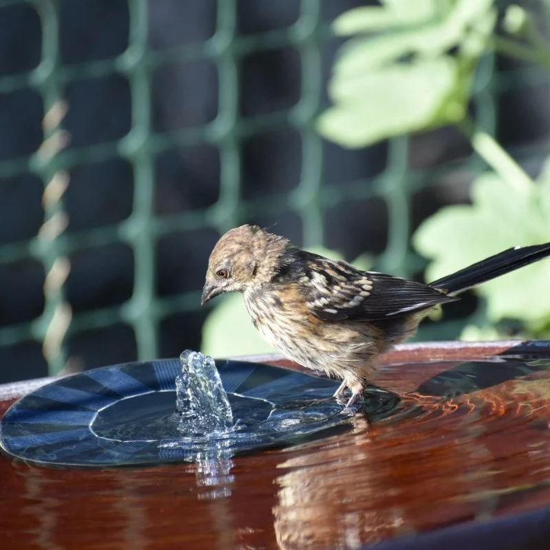 BirdBath - Solar Powered Fountain - Image 4