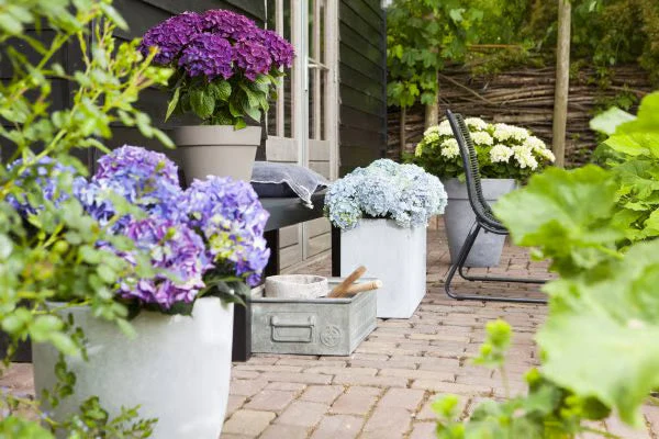 HydrangeaAura - Eternal Living Flowers Without Any Maintenance - Image 13