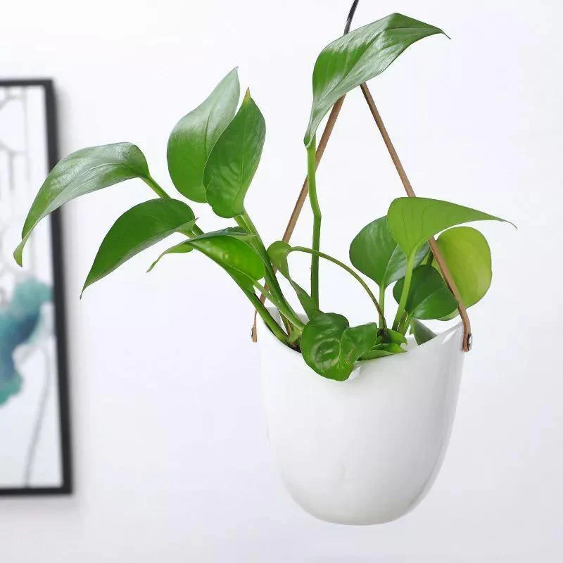 EcoPot – Instantly Transform Any Room with Stylish Hanging Planters - Image 3