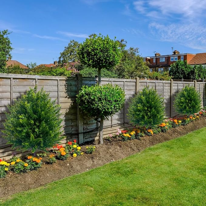 1+1 FREE | EverGreen – Evergreen Elegance without Maintenance Effort!