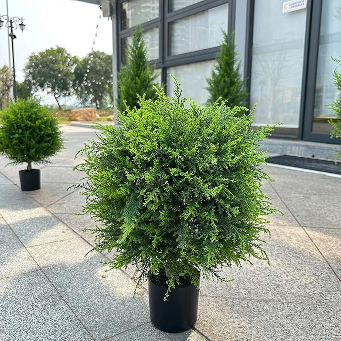 1+1 FREE | EverGreen – Evergreen Elegance without Maintenance Effort! - Image 8