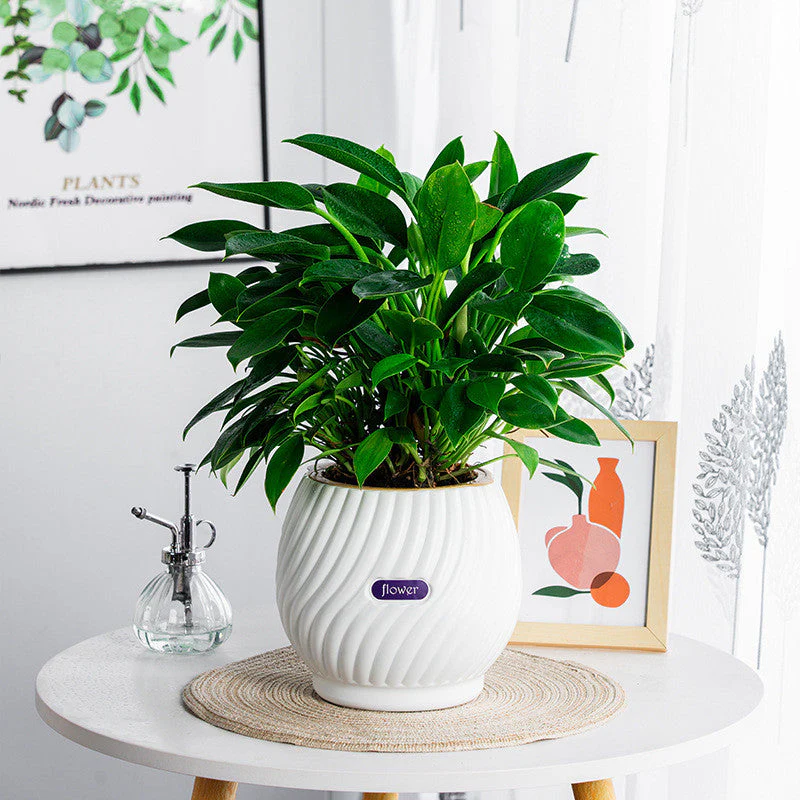 GreenPlanter – Keep Your Plants Perfectly Moisturized Effortlessly - Image 5
