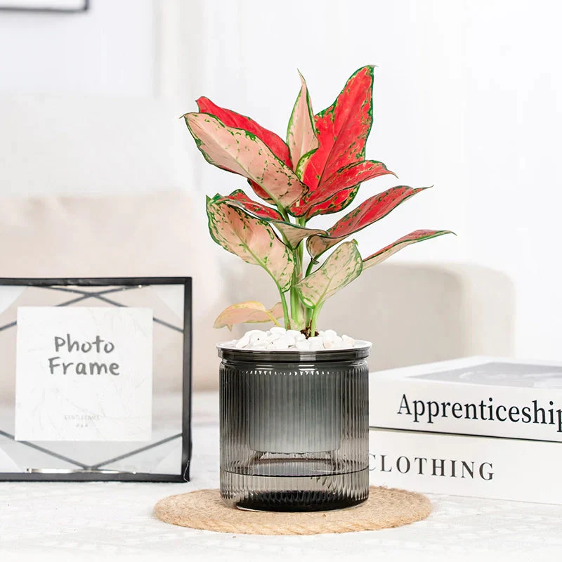 HydroEase – Effortlessly Perfectly Hydrate Succulents - Image 2