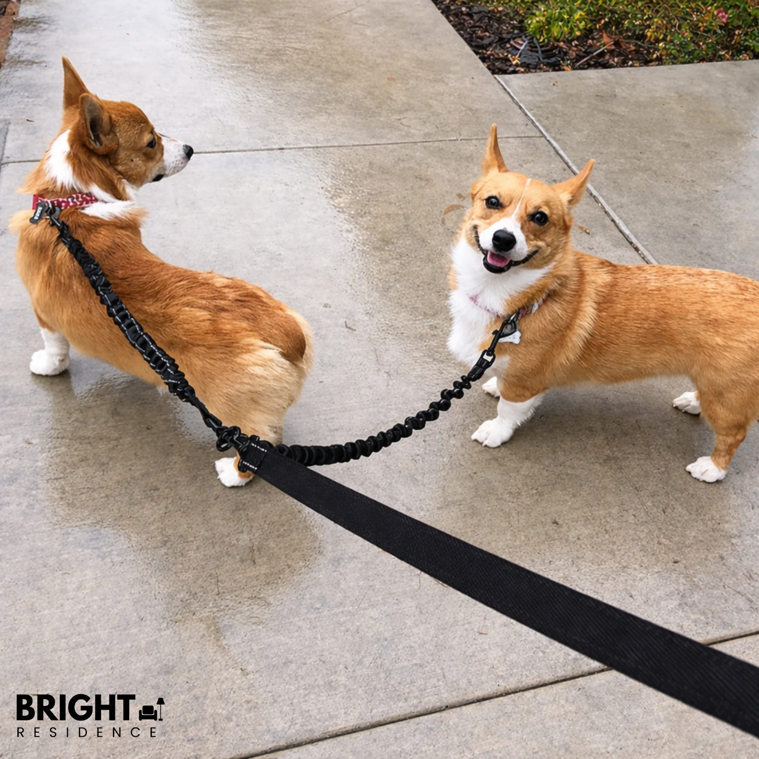 TwistFreeTrek – Effortless, Tangle-Free Walks with Two Dogs - Image 7